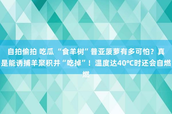 自拍偷拍 吃瓜 “食羊树”普亚菠萝有多可怕？真是能诱捕羊聚积并“吃掉”！温度达40℃时还会自燃