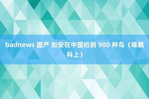 badnews 国产 如安在中国拍到 900 种鸟（噪鹛科上）